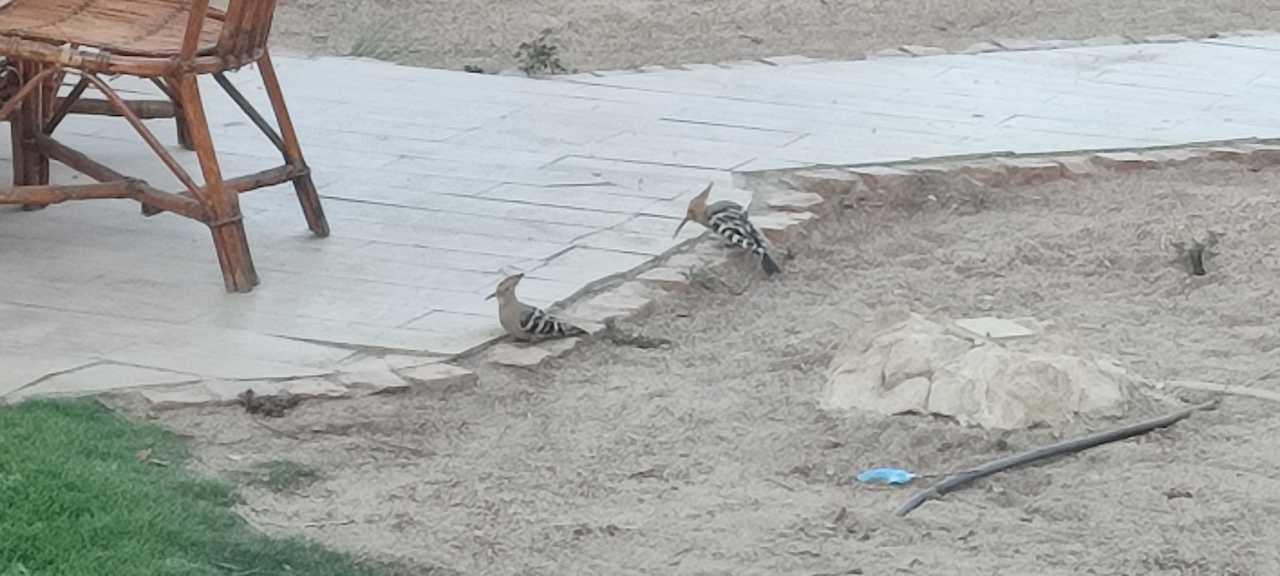 Gartenanlage Makadi Spa - Adults only