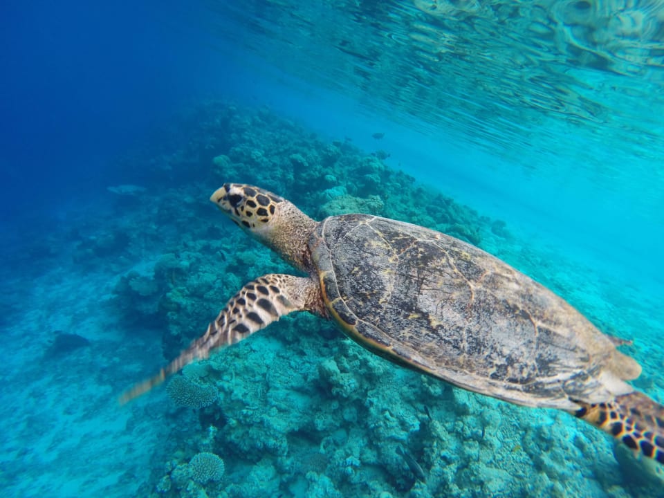 Schildkröte Vilamendhoo Island Resort & Spa