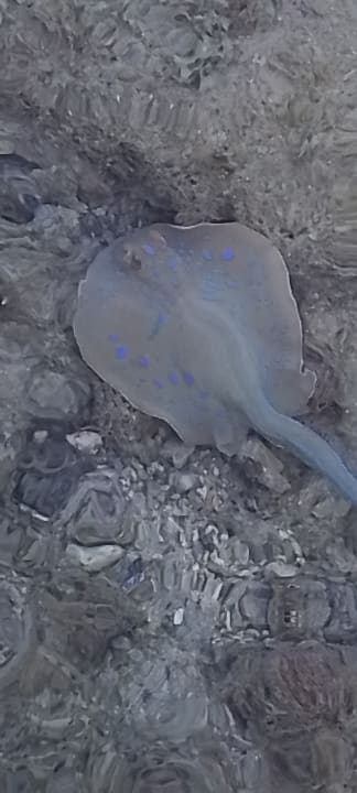 Strand Stella Beach Resort & Spa Makadi Bay