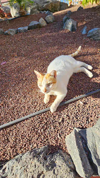 Sonstiges Bahia Principe Sunlight Costa Adeje