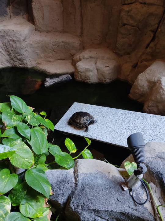 Sonstiges H10 Playa Esmeralda - Adults only