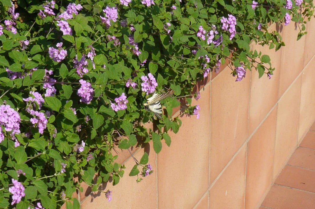 Schmetterlings Lieblingspflanze Capo dei Greci Taormina Coast Resort Hotel & Spa