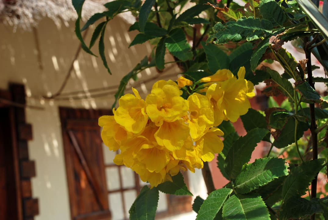 Бунгало в цвету Panorama Bungalows Resort El Gouna