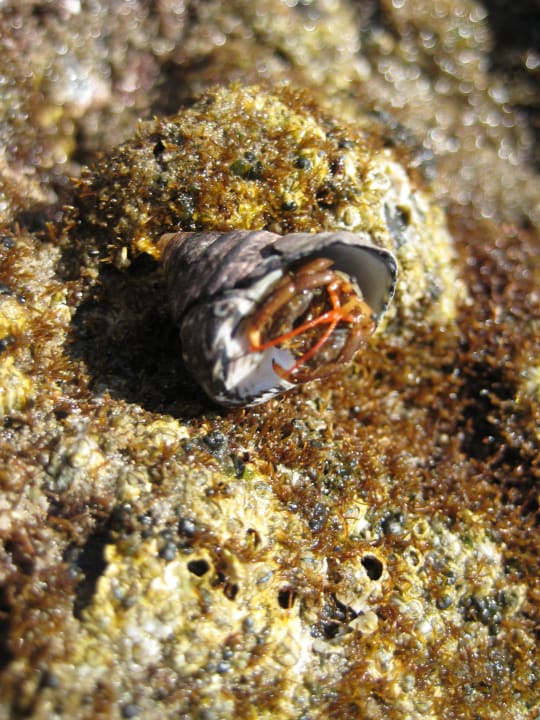 Einsiedlerkrebs und Seepocken auf Felsen SBH Costa Calma Beach Resort