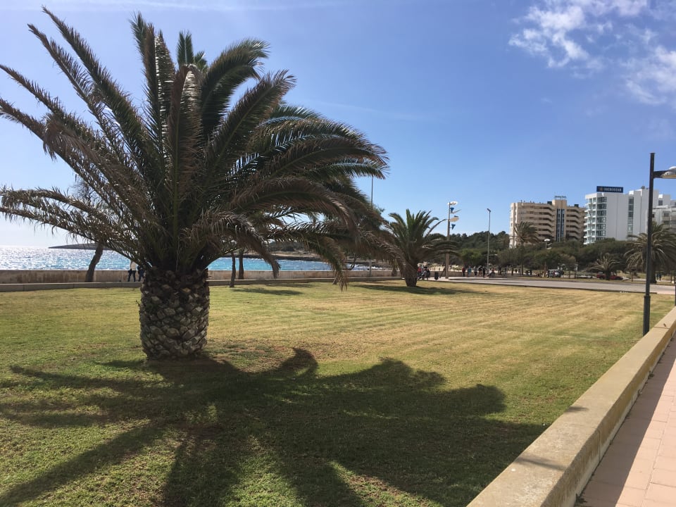 Gartenanlage allsun Hotel Bahia del Este