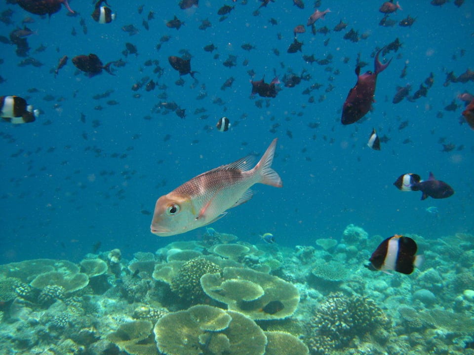 Unterwasserwelt Kuramathi Maldives