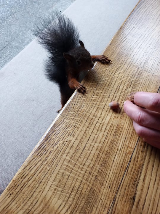 Sonstiges adler alpen apartments