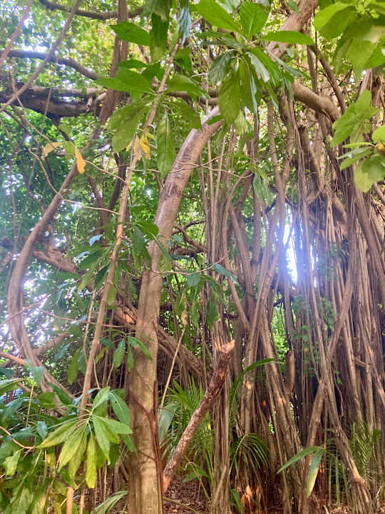 Gartenanlage Kuredu Island Resort & Spa