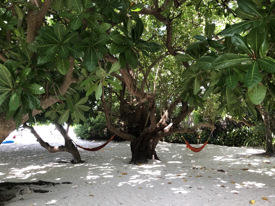 Gartenanlage Biyadhoo Island Resort