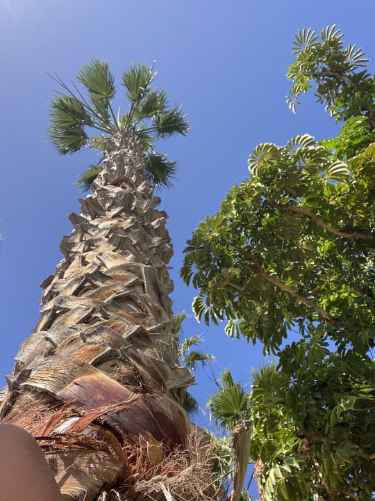 Gartenanlage Aldiana Club Fuerteventura