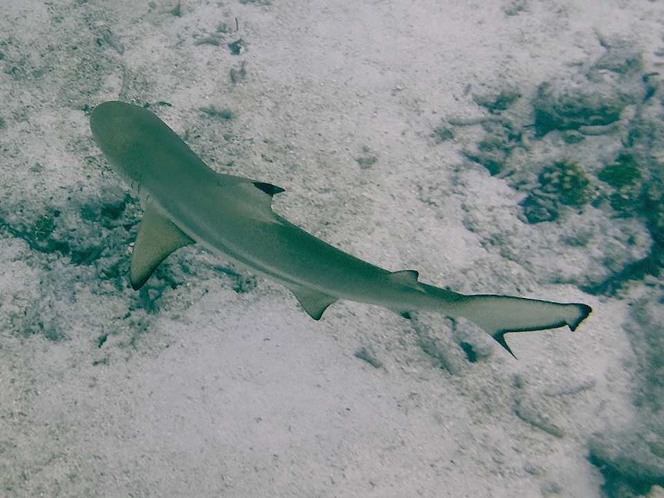 Strand Jawakara Islands Maldives