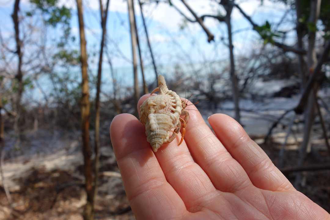 Hotel Cayo Levisa Cayo Levisa