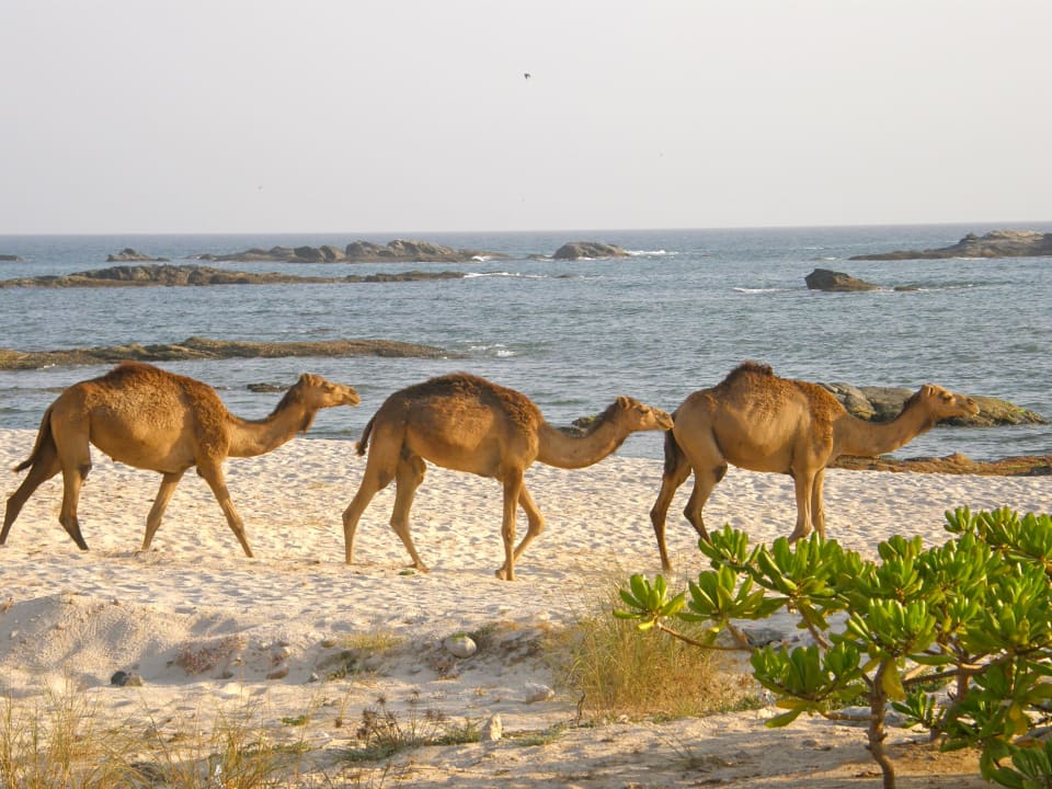 Mit Kamelen, wenn sie auf der Durchreise sind Wyndham Garden Salalah Mirbat