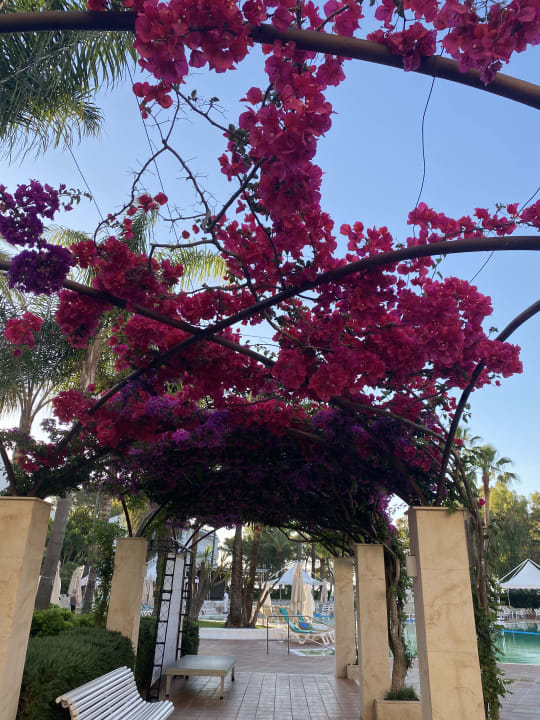 Gartenanlage Iberostar Waves Ciudad Blanca