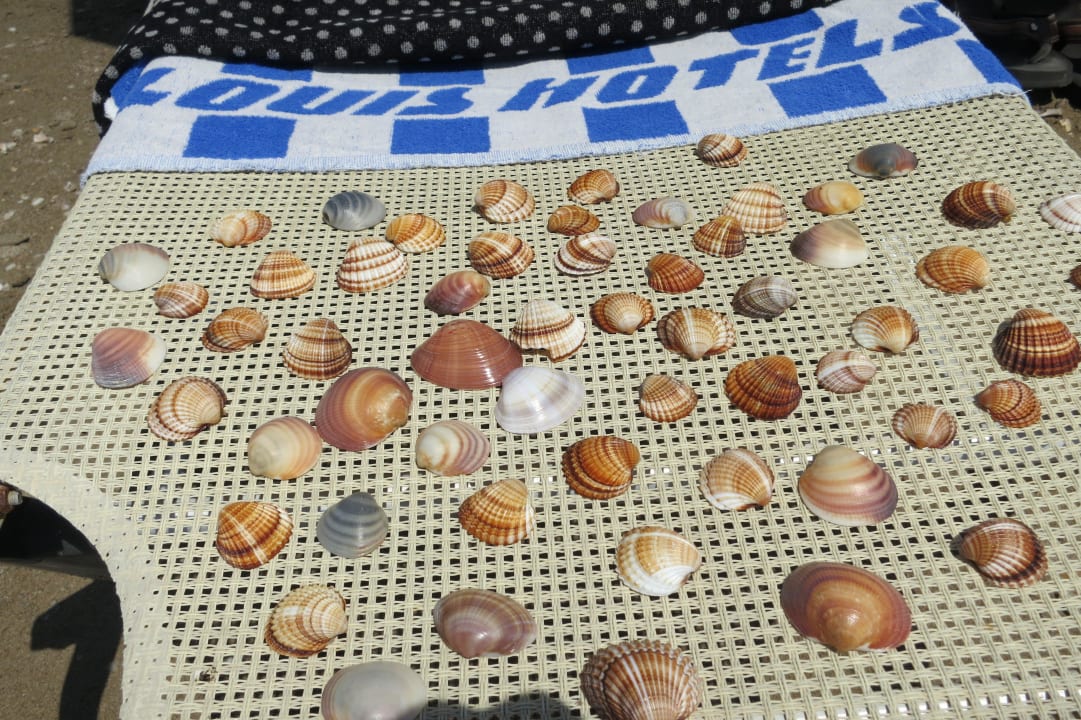 Muscheln am Strand Domes Aulūs Zante, Autograph Collection