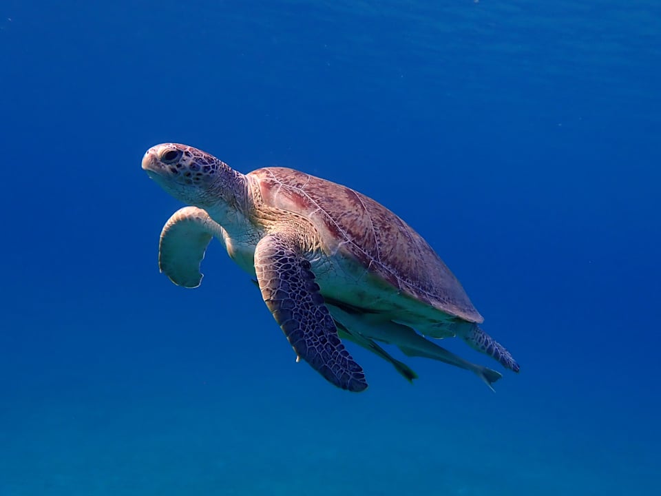 Sport & Freizeit Beach Safari Nubian Resort