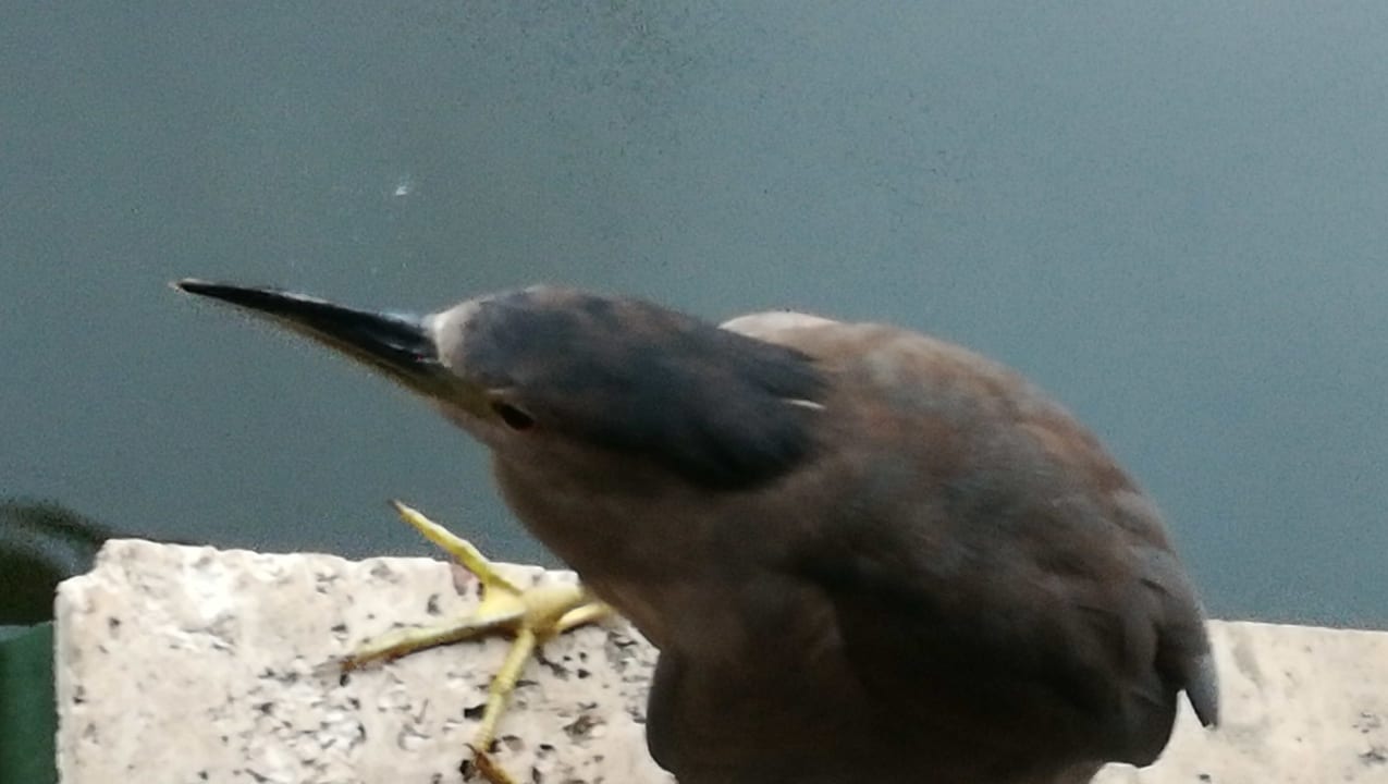 Sonstiges Grand Palladium Select Bávaro Resort & Spa