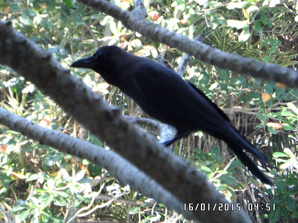 Gartenbewohner Earl’s Reef Beruwala
