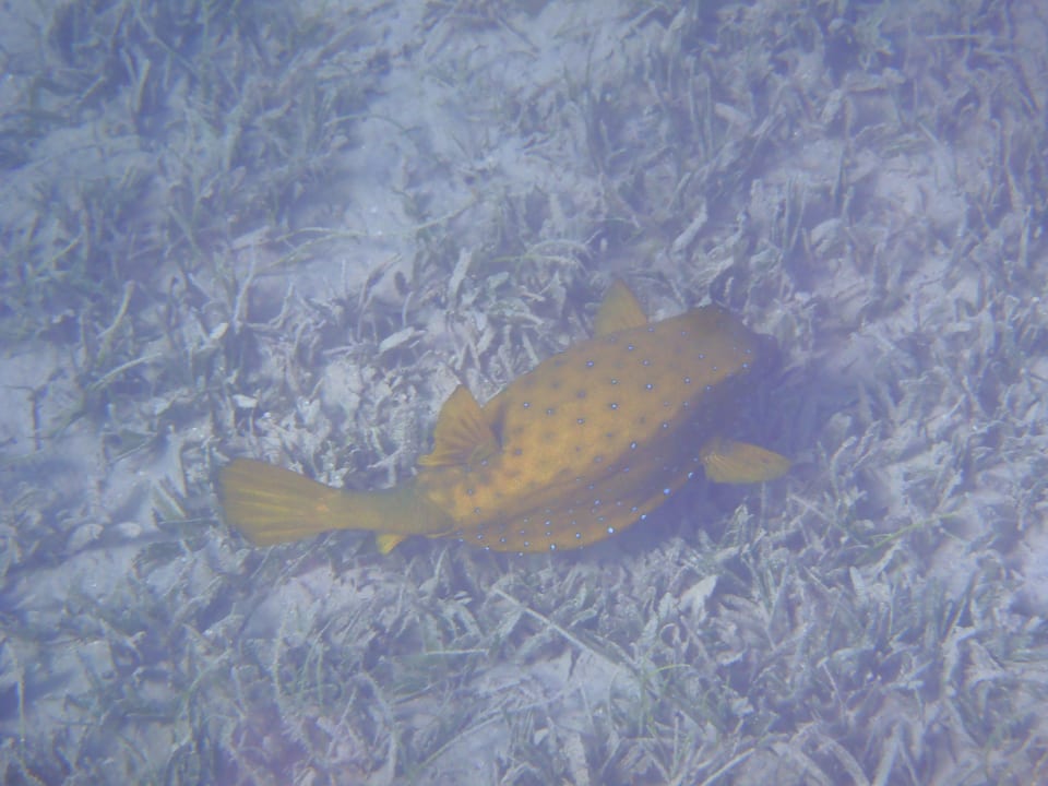 Kofferfisch Menaville Safaga