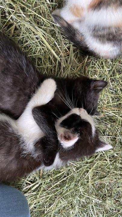 Sonstiges Ferienhof - Bauernhof Hefele