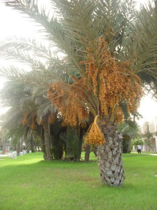 Daktylowce Zita Beach Resort