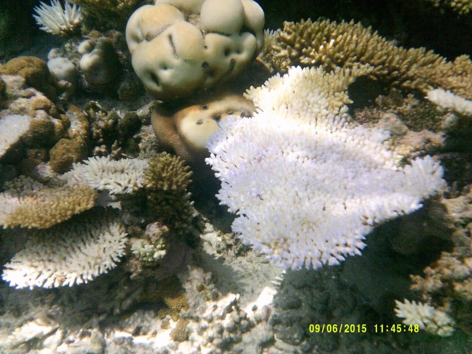 Coral Garden Embudu Embudu Village