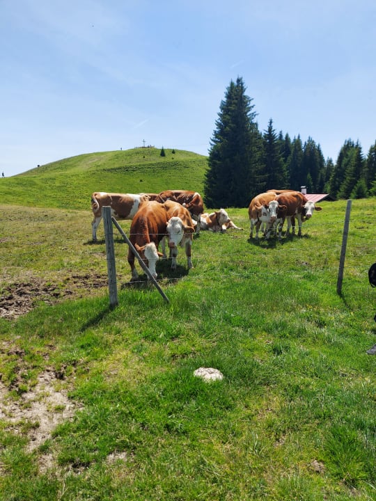 Sonstiges Gasthof Almhof