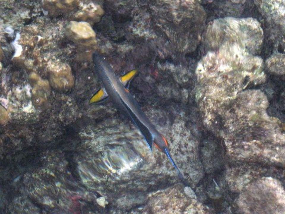 Rafa JAZ Neo Reef Marsa