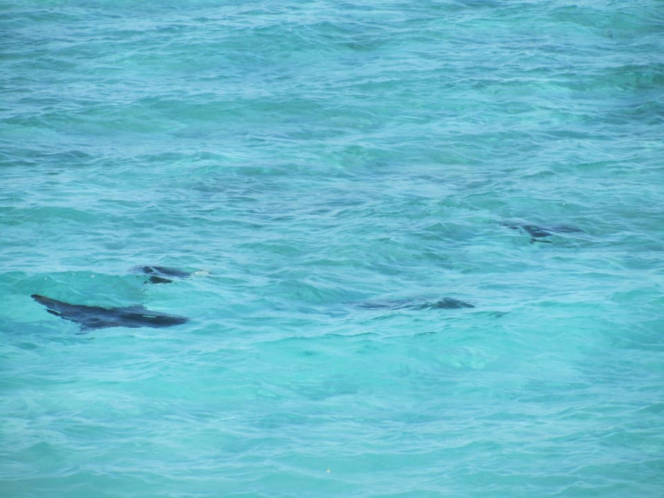 Adlerrochen - morgens am Strand Adaaran Club Rannalhi - All Inclusive