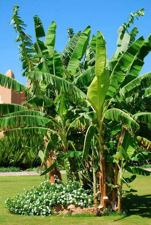 Bananenstauden Hotel Riu Funana