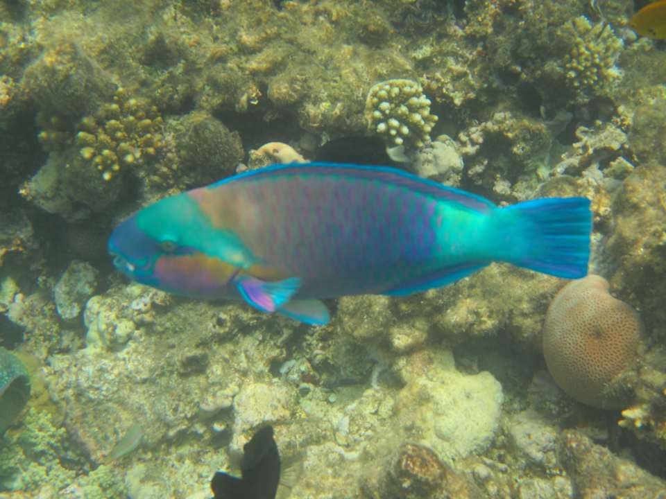 Strand Arabia Azur Resort