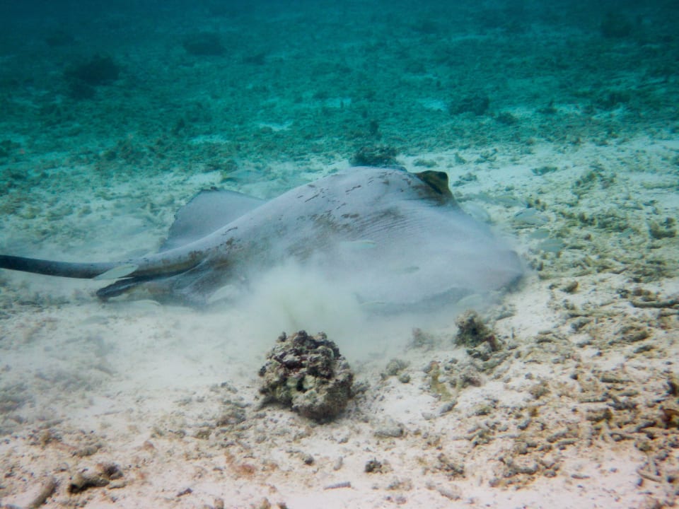Schwarzpunkt Stechrochen Meeru Maldives Resort Island