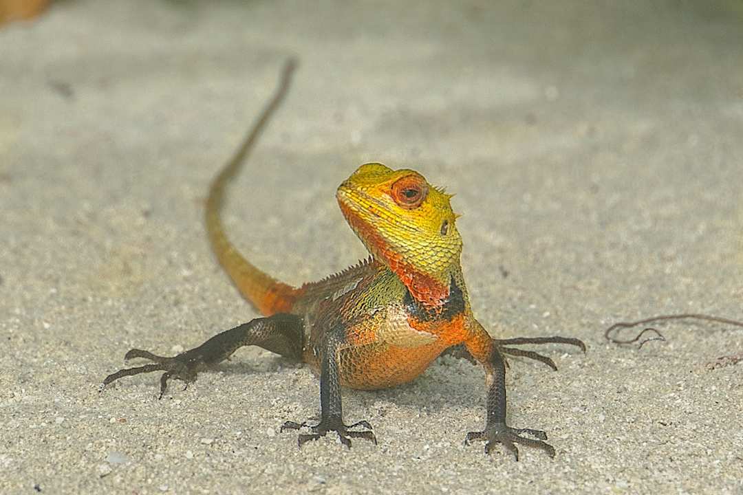 Sonstiges Kuredu Island Resort & Spa