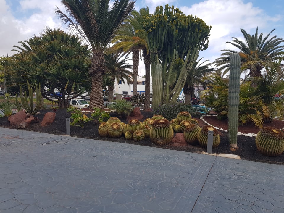 Gartenanlage Barceló Fuerteventura Mar