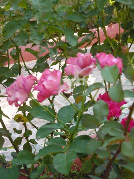 Ogrod Hotel Özgürhan