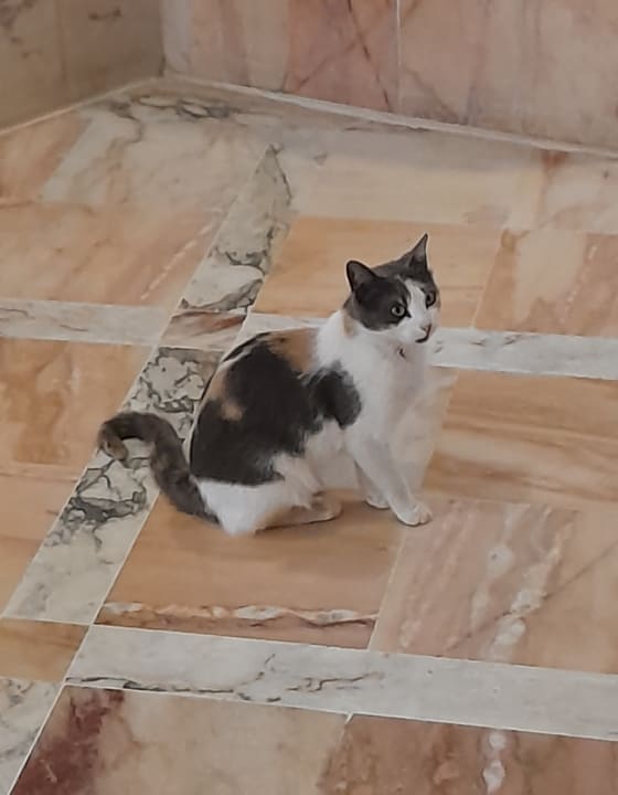 Lobby Marhaba Royal Salem