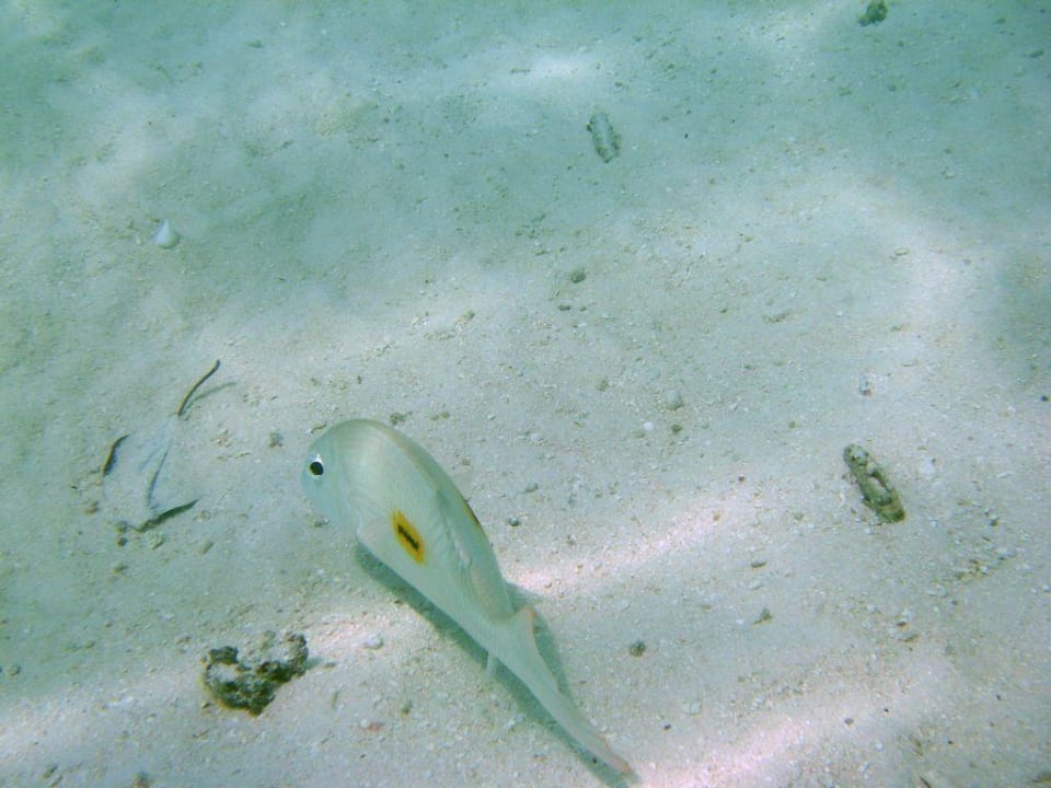 Postfisch Summer Island Maldives