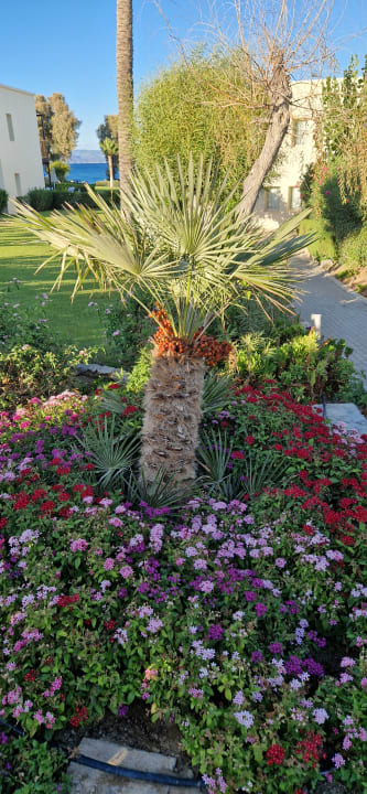 Gartenanlage Grecotel LUXME Kos