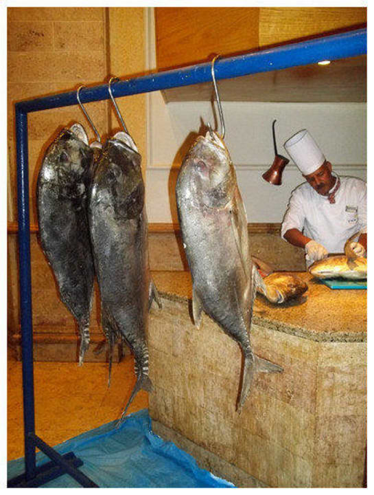 Local fish Shams Safaga Resort