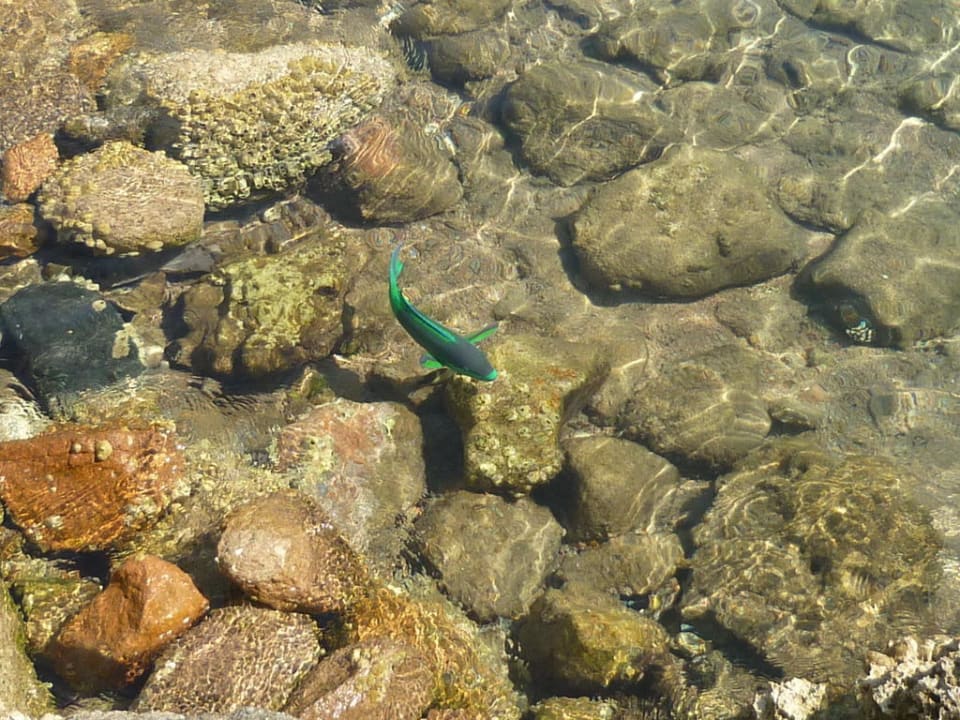 Wie im Aquarium Charmillion Sea Life Resort