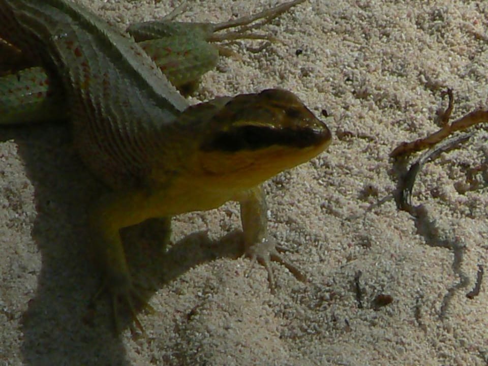 Strand-Lurch Hotel Grand Palladium Palace Resort, Spa & Casino