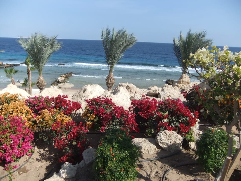 Ausblick Pickalbatros Citadel Resort