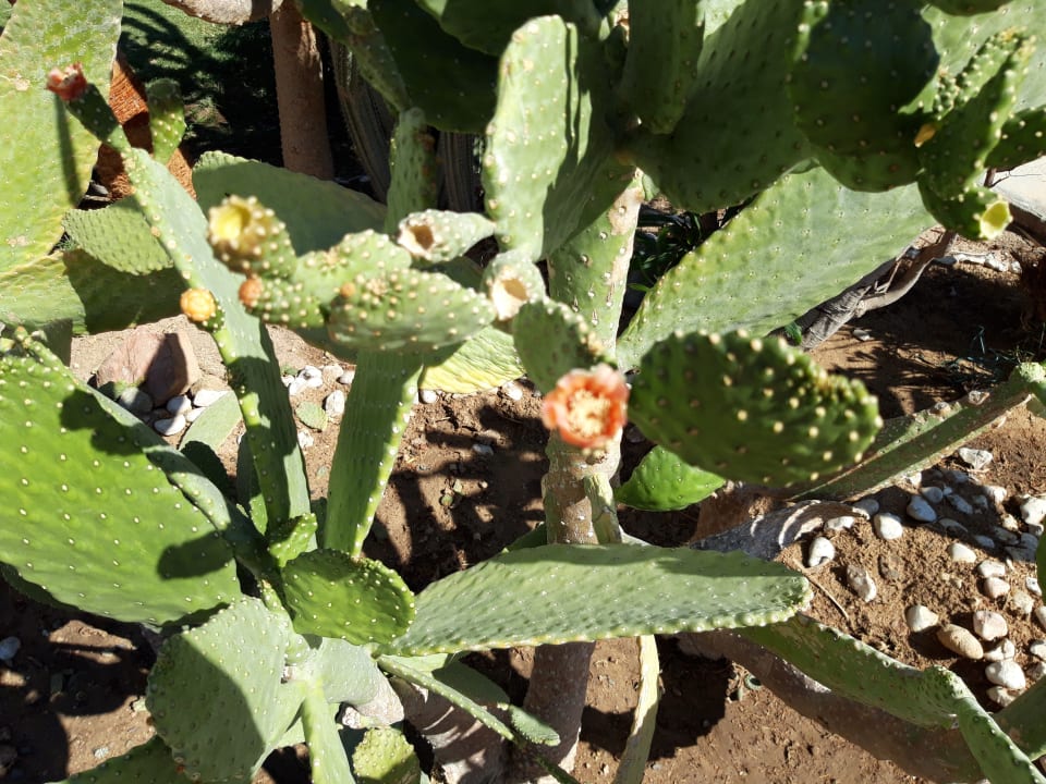 Gartenanlage Shams Safaga Resort