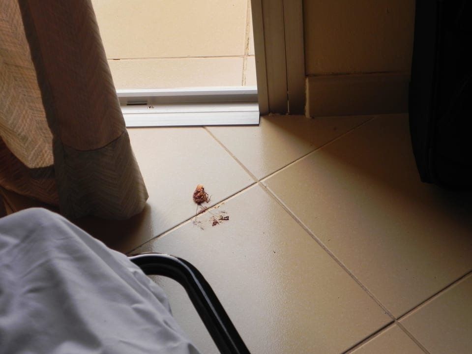 Tote Kakerlake SBH Costa Calma Beach Resort