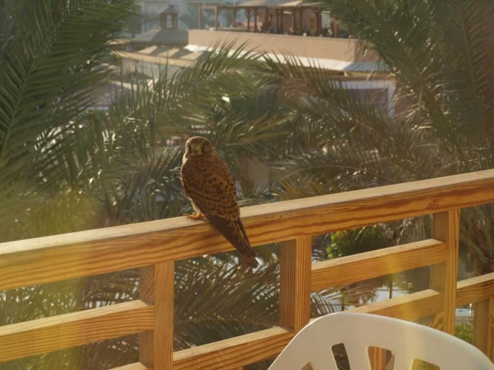 Besuch am Morgen Pickalbatros Dana Beach Resort - Hurghada