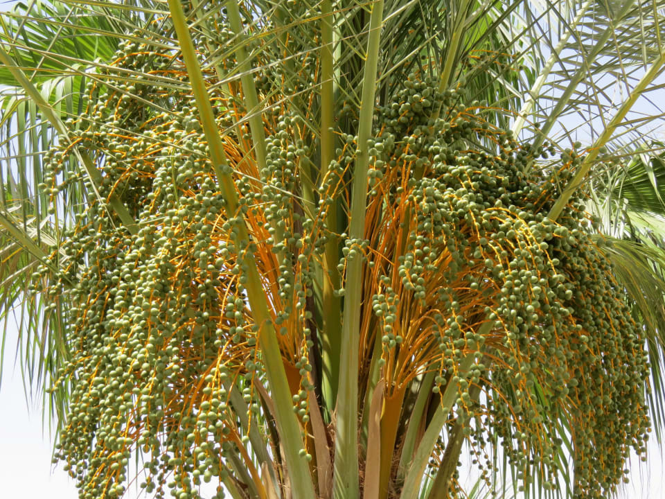 Dattelfrüchte The Grand Hotel Hurghada