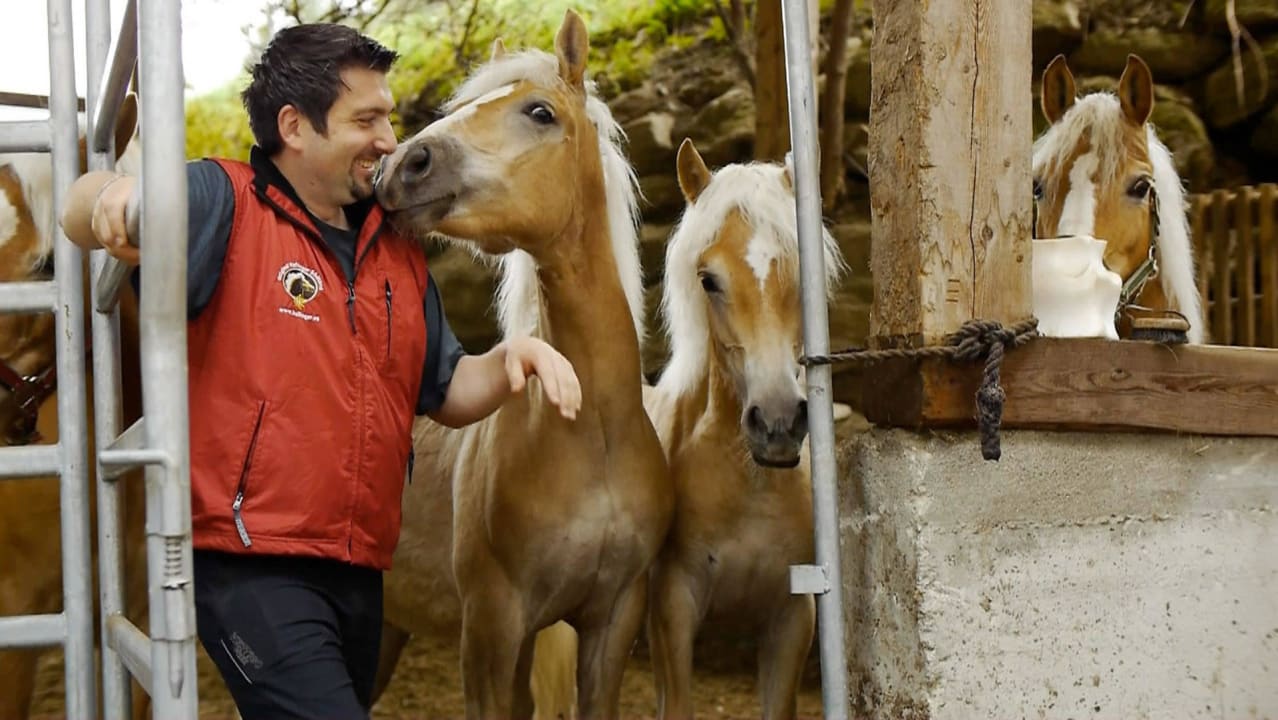 Unsere Pferde Orginal Haflinger Südtirol Naturhotel Rainer