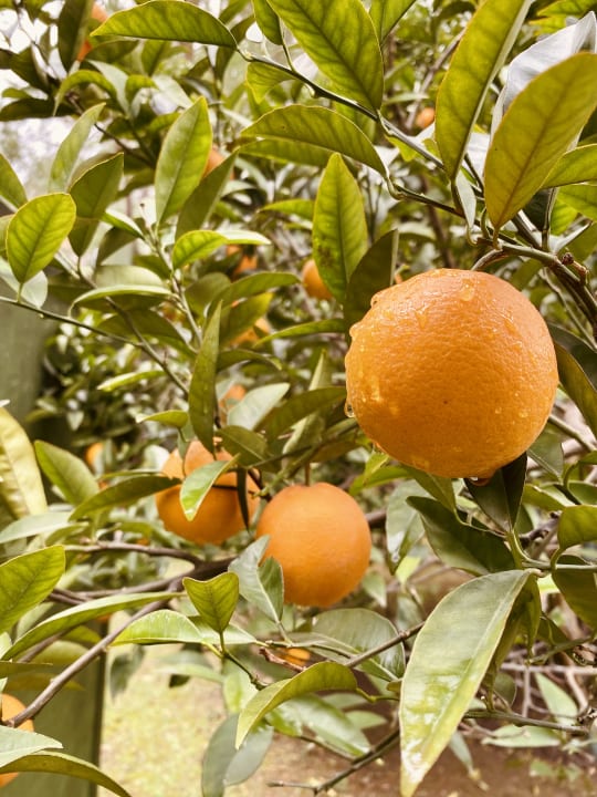 Gartenanlage Balmy Foresta