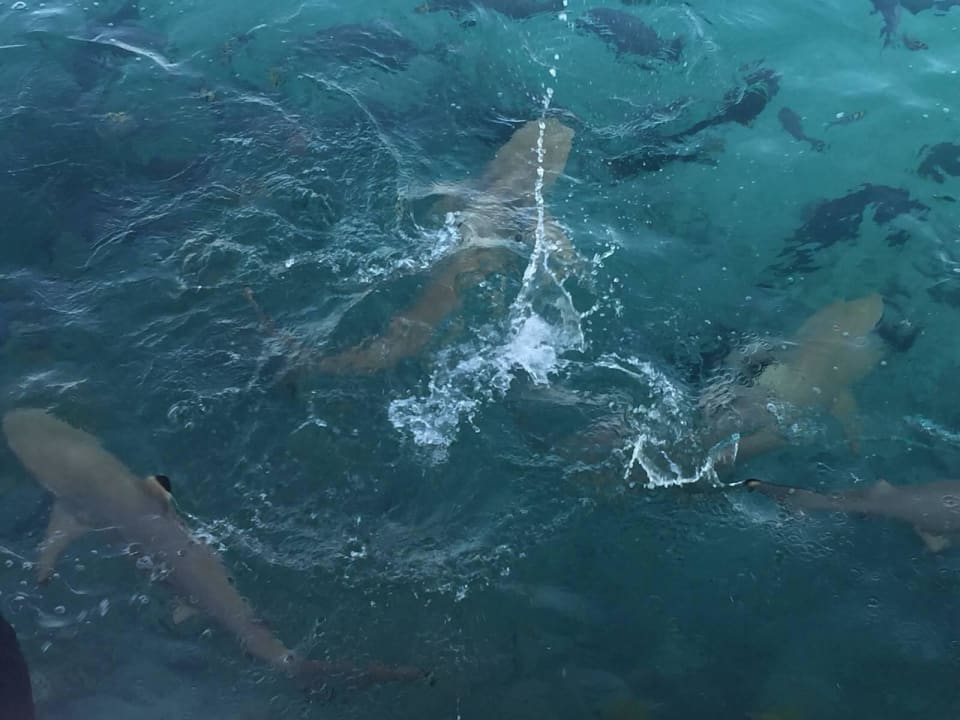 Karmienie rekinow-mozna snurkowac podczas karmienia Summer Island Maldives