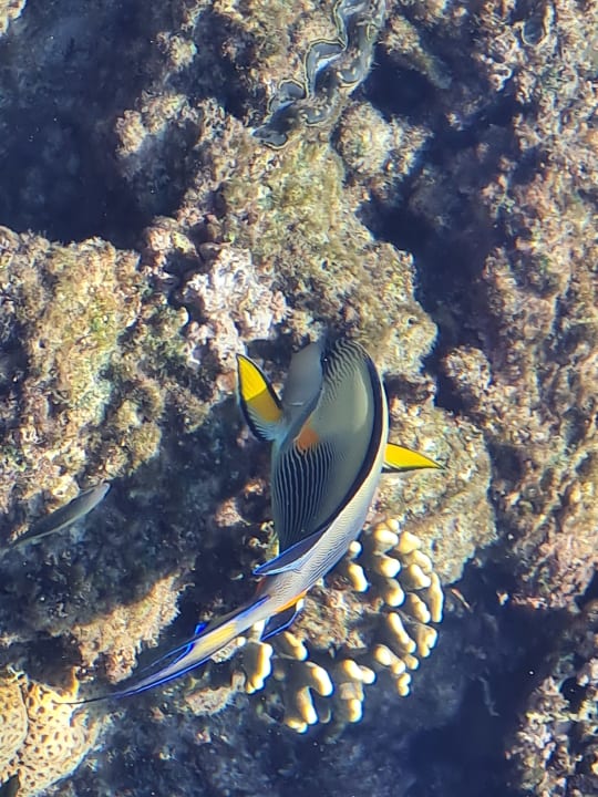 Sport & Freizeit Tropitel Sahl Hasheesh